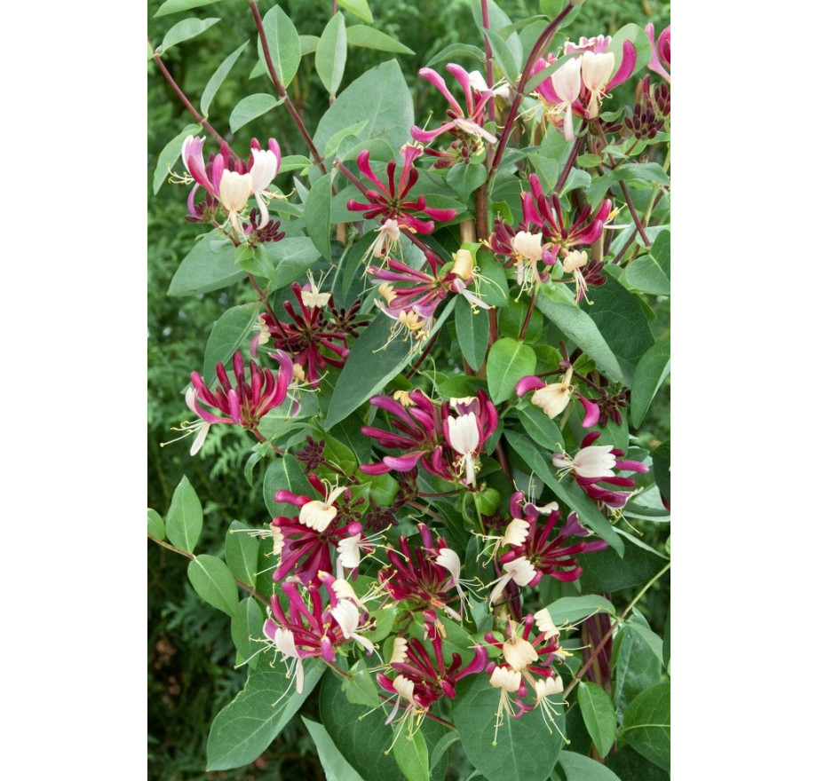 sarcococca plant Sarcococca ruscifolia, Very Fragrant Late Winter Flowers – Scenic Hill Farm  Nursery main image 1