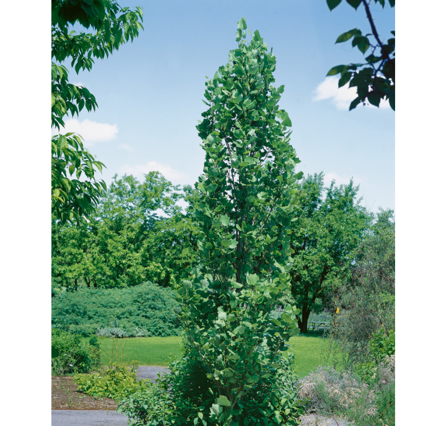 Árbol Liriodendron Tulipifera (Árbol De Tulipán) - Altura 100-125 Cm, Directamente Del Vivero