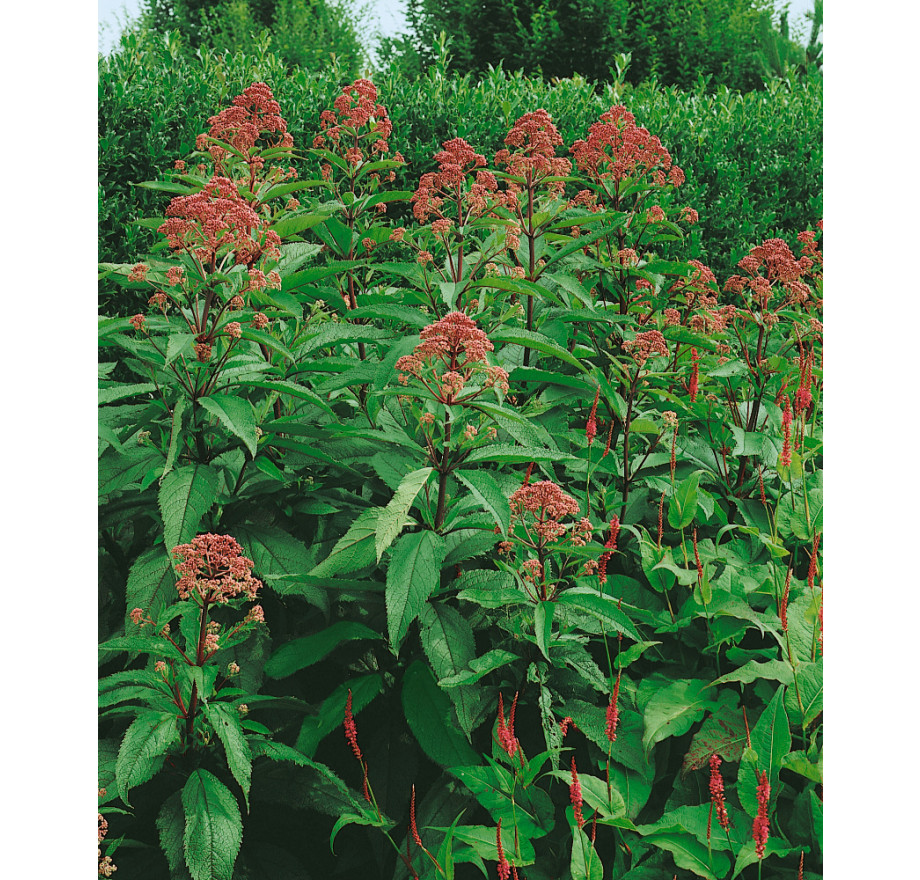 Eupatorium maculatum 'Atropurpureum' , Konopáč skvrnitý , K9