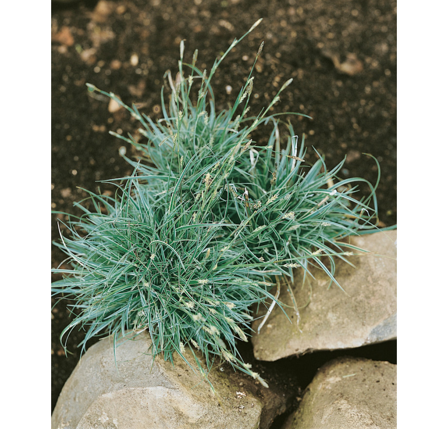 Carex conica Variegata, Ostice, K9