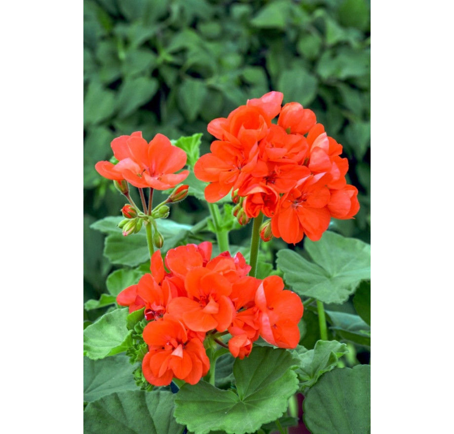 Pelargonium x zonale Grandeur® ´Classic Orange´ , Pelargonie , K7