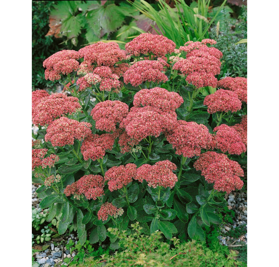 Blumixx Stauden Sedum 'Herbstfreude' – Hohe Fetthenne, Winterhart & Insektenfreundlich
