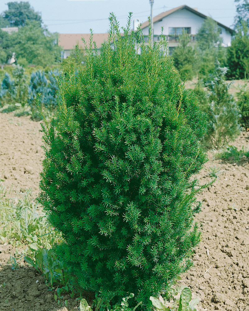 taxus-media-hillii-tis-prost-edn-40-50-cm-c3