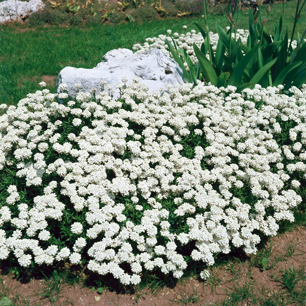 Iberis sempervirens ´Fishbeck´ , Štěničník vždyzelený , Iberka, K14