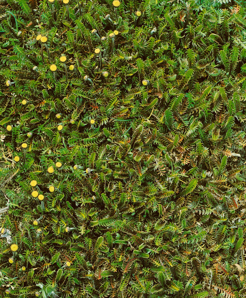 Cotula squalida , Kotula, K9