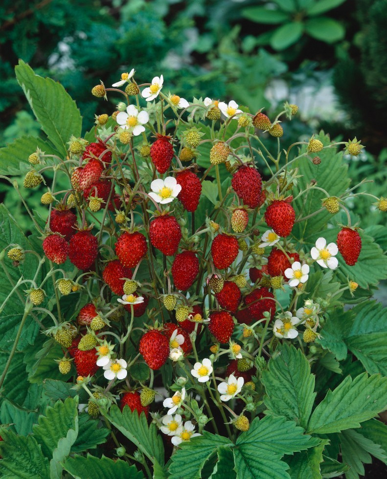 fragaria-vesca-alexandria-jahodn-k-obecn-lesn-k7