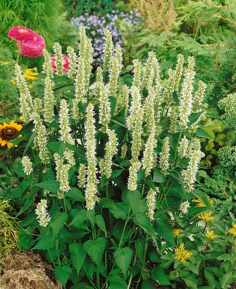 Agastache rugosa ´Alabaster´ , Agastache, K9