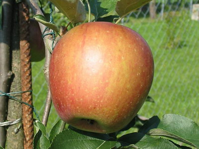 Malus domestica ´Angold´ , Jabloň, M26, C2