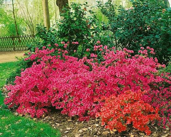 Pestovani Azalea Japonica () Pestovani Azalea Japonica
