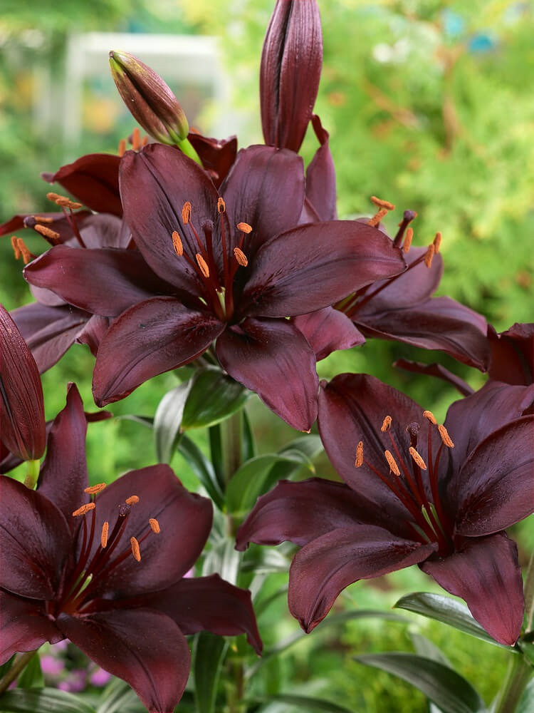 Lilium ´Blacklist´ , Lilie, bal. 3 ks, 14,16