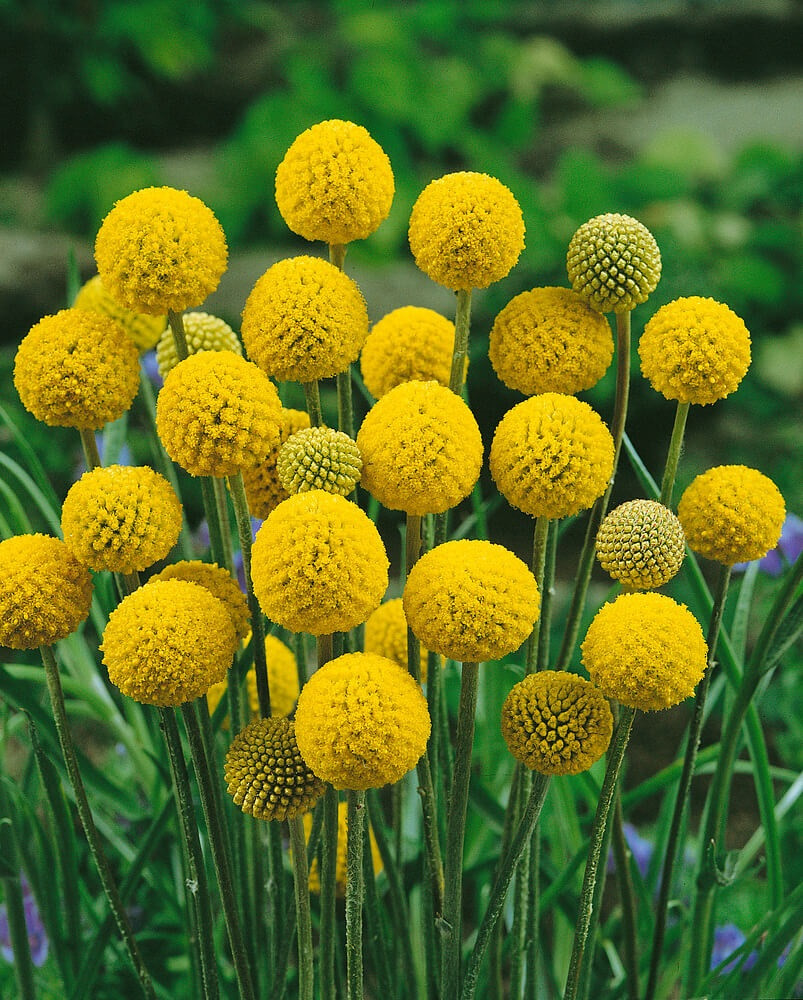 Craspedia globosa Golf ´Beauty Impr. ´ , Kraspédie, K7