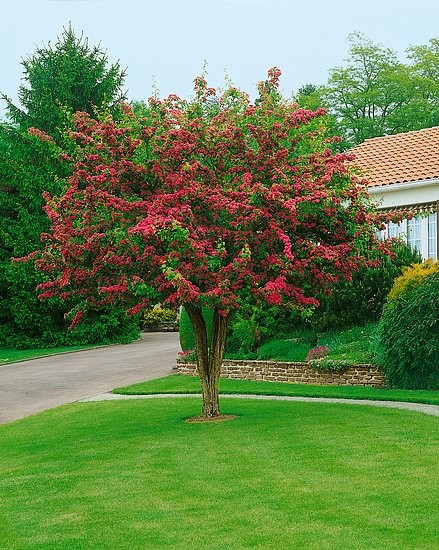 Hloh Paul'S Scarlet (Paul Scarlet, hlohu Paul Scarlet, bohaté kvetení, Crataegus laevigata) Hloh Paul'S Scarlet