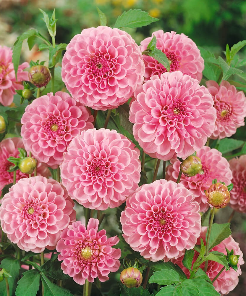 Dahlia ´Stolze von Berlin´ , Jiřina, I.