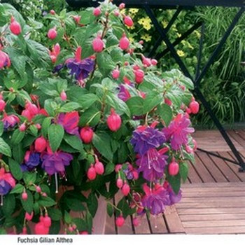 Fuchsia ´Gilian Althea´ , Fuchsie vzpřímená fialová, bal. 3 ks, 3x K7