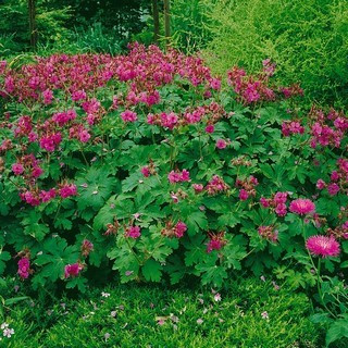 Geranium macrorrhizum ´Bevan´s Variety´ , Kakost oddenkatý, K9