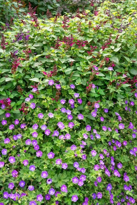 Geranium sanguineum ´ Vision´ , Kakost krvavý , K9