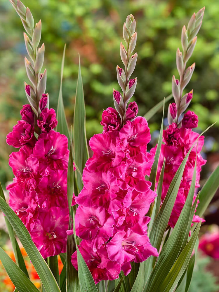 Gladiolus ´Fairytale Pink´ , Mečík, bal. 5 ks, 12,14
