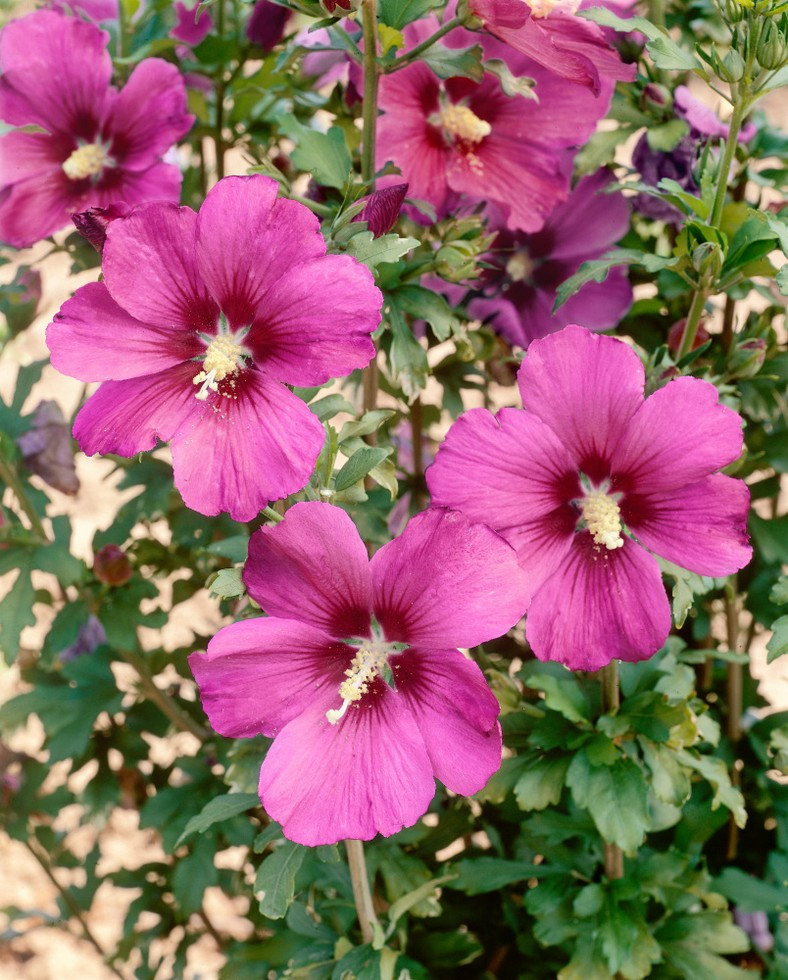 Hibiscus syriacus ´RussianViolet´ , Ibišek syrský, 3040 cm, C4