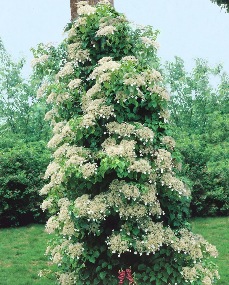 Hortenzie Popinava