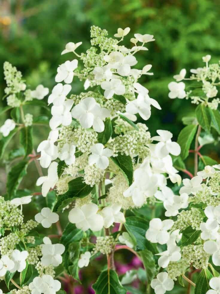 Hydrangea paniculata ´Butterfly´® , Hortenzie latnatá, 3050 cm, C5