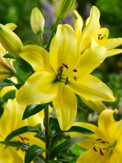 Lilium ´Yellow Power´ , Lilie, bal. 2 ks, 16,18