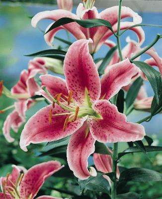 Lilie Stargazer