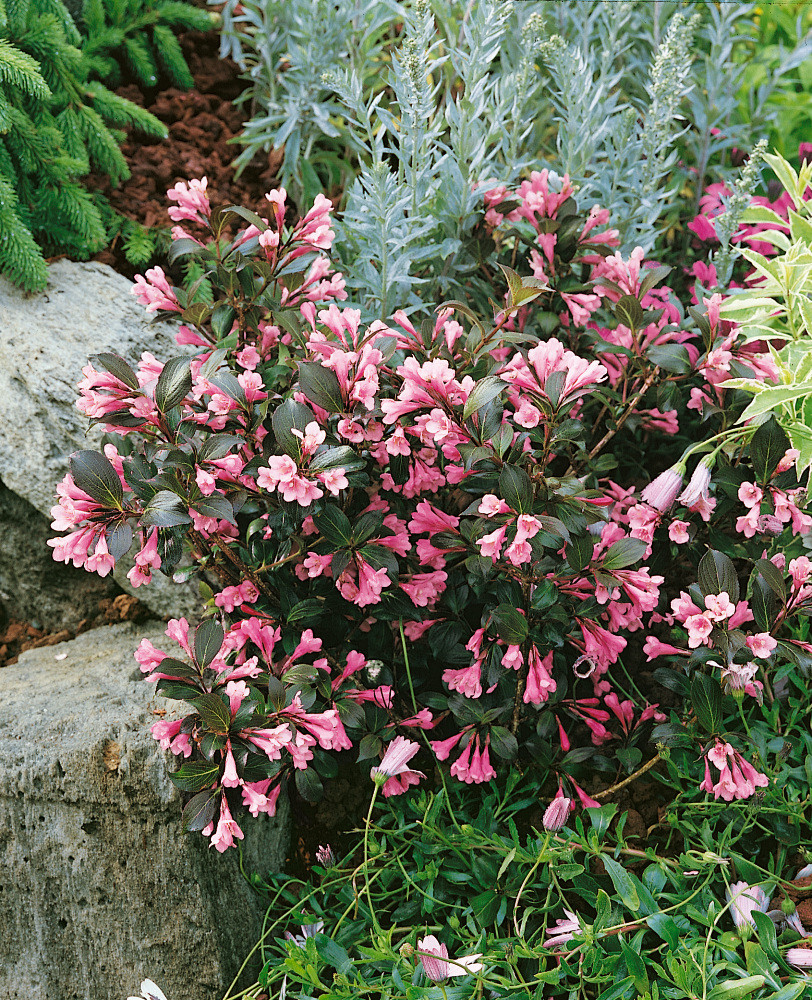 Weigela florida ´ Nana Purpurea´ , Vajgélie květnatá, 2030 cm, C2