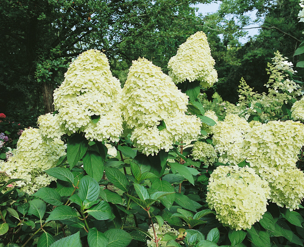 Hydrangea paniculata ´Limelight´ , Hortenzie latnatá, 40-50 cm, C3