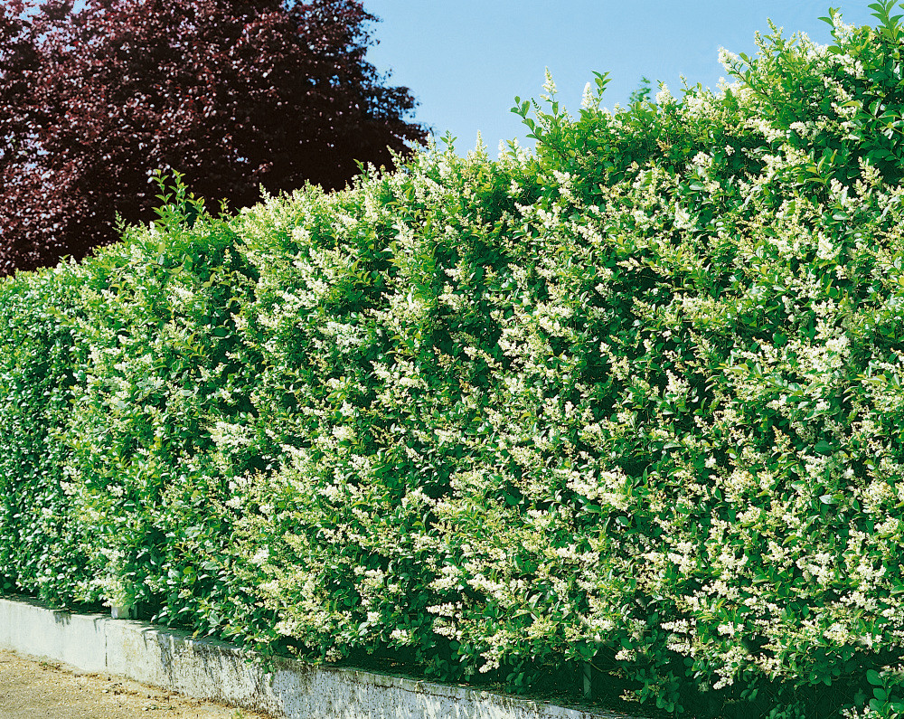 ligustrum-ovalifolium-pta-zob-vej-itolist-bal-10-ks-x-c3-na