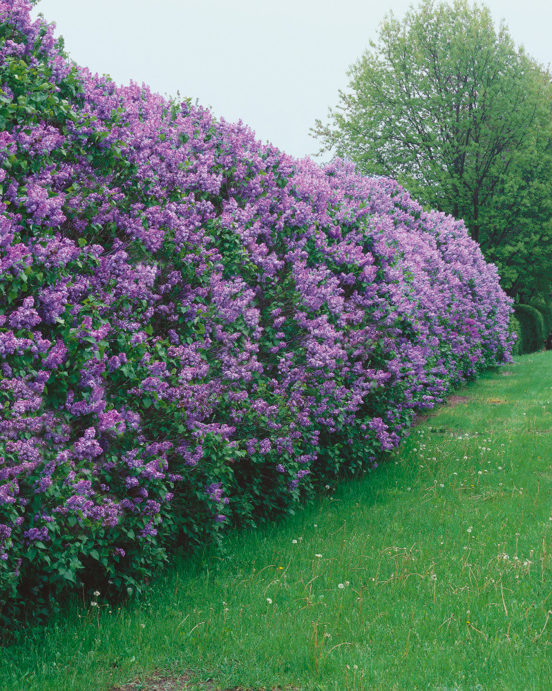 Syringa vulgaris , Šeřík obecný, 80-100 cm, C2