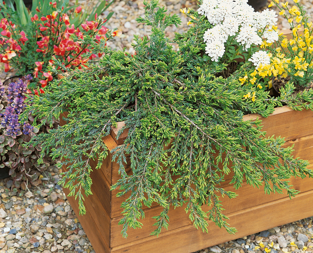Juniperus comm. 'Repanda' , Jalovec obecný, 25-30 cm, C3