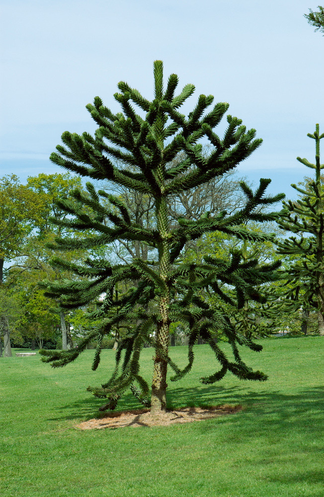araucaria-araucana-blaho-et-ilsk-30-40-cm-c4