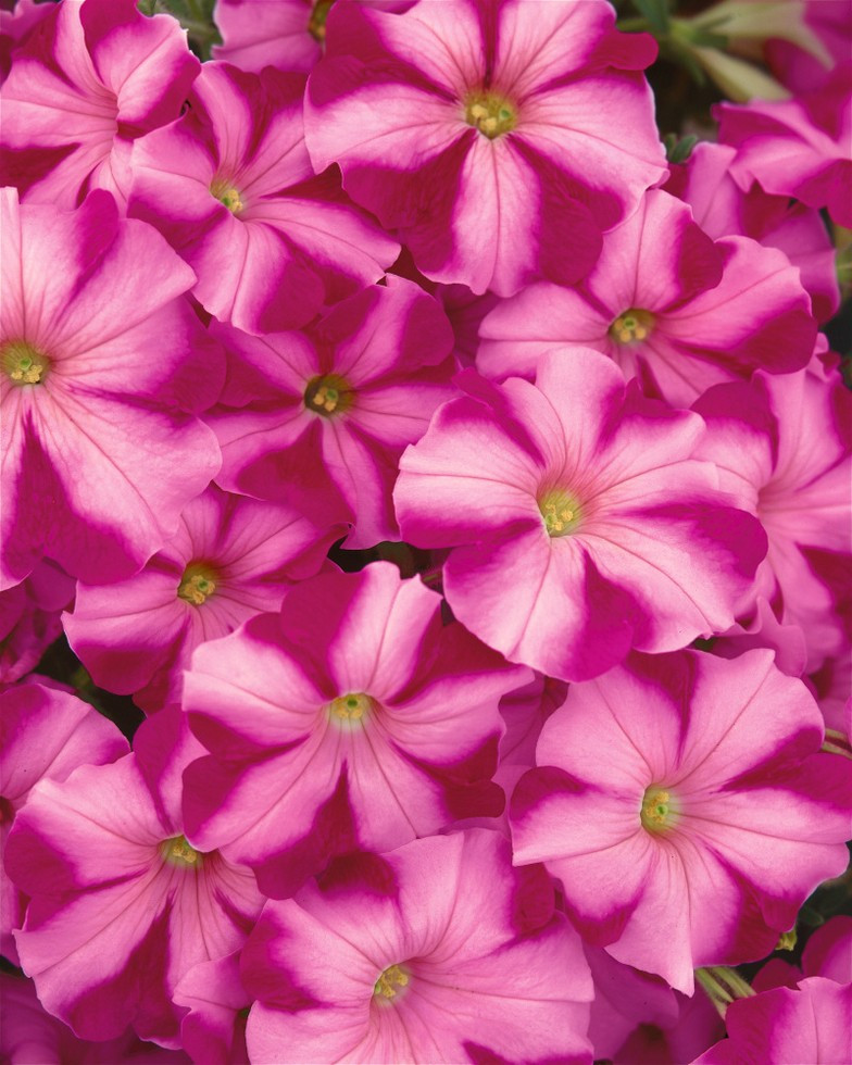 Petunia ´Supertunia® Raspberry Blast´ , Petunie, bal. 6 ks sadbovačů