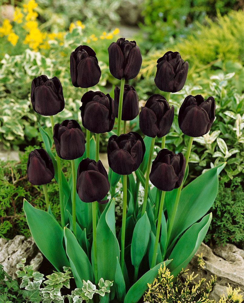 Bulbi Tulipano Paul Scherer Viola Quasi Nero - Calibro 11/12, 7 Pezzi, Fioritura Tardiva