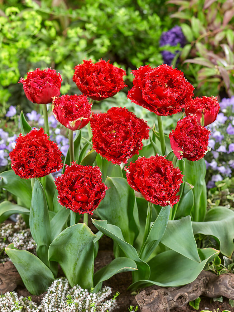 Tulipa ´Qatar´ , Tulipán, bal. 5 ks, 12+