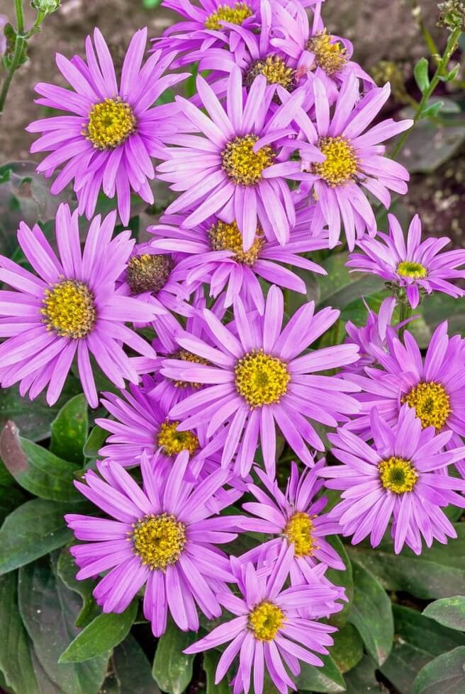 Aster amellus 'Rosa Erfullung´ , Astra navršená, C1,5