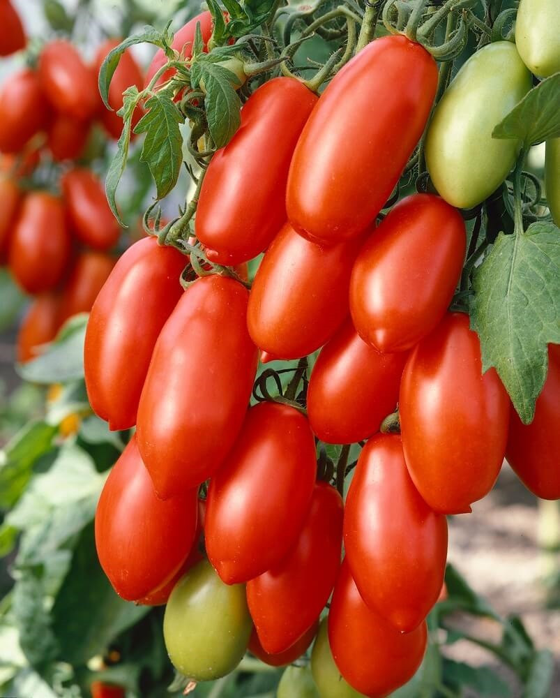 Rajče Mini San-Marzano 'Caprese' F1, přirozeně rezistentní, roubovaná ...