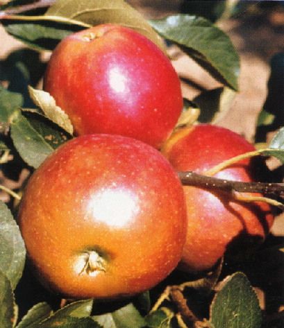 Malus domestica ´James Grieve Red´ , Jabloň pozdní letní, M9