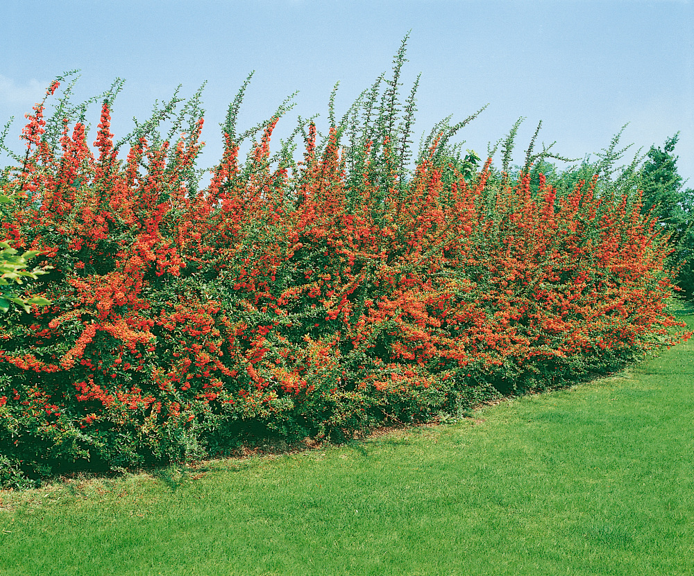Pyracantha Coccinea Hlohyn arlatov Bal 10 Ks K9 Na iv Plot pyracantha-coccinea-hlohyn-arlatov-bal-10-ks-k9-na-iv-plot