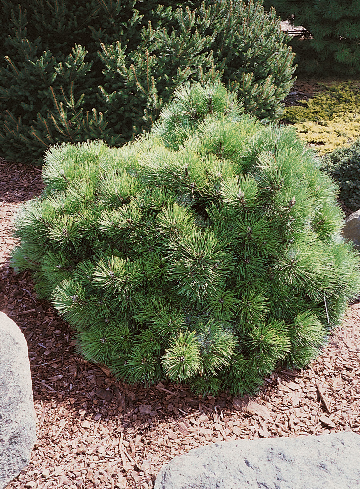 Pinus Nigra Helga