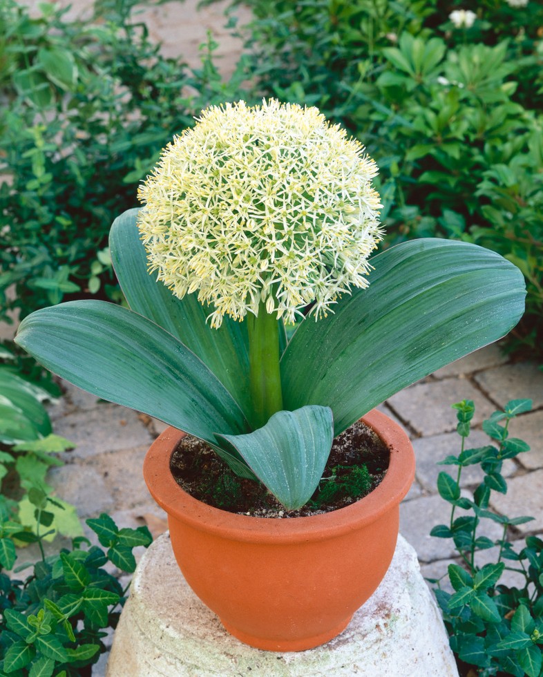 Allium Karataviense (Allium karataviense, dekoratívne tobolky, okrasný cesnak) Allium Karataviense