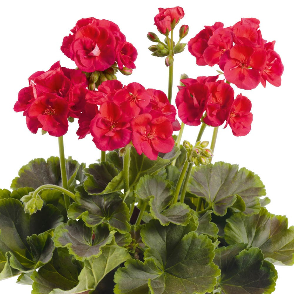 Pelargonium zonale Grandeur®DECO ´Choco Cherry´ , Pelargonie , bal. 3