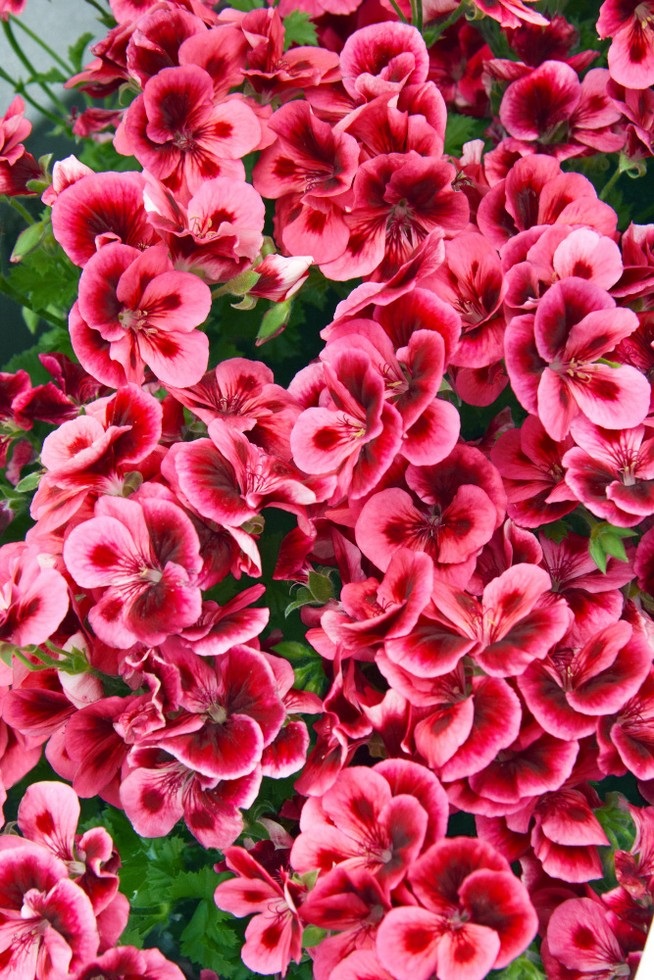 Pelargonium x grandiflorum Clarion® ´Pink with Eye´ , Pelargonie růžová, K7