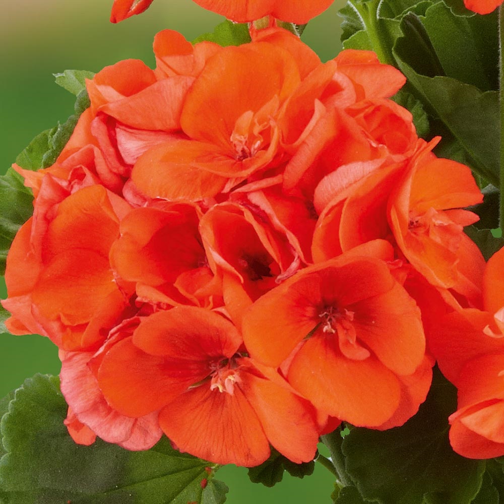 Pelargonium x zonale Grandeur® ´Classic Orange´ , Pelargonie , K7