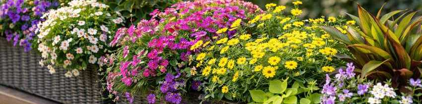 Rastliny na balk&oacute;n