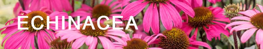 Echinacea