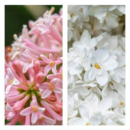 Květ šeříků v bíle a růžové barvy - detail