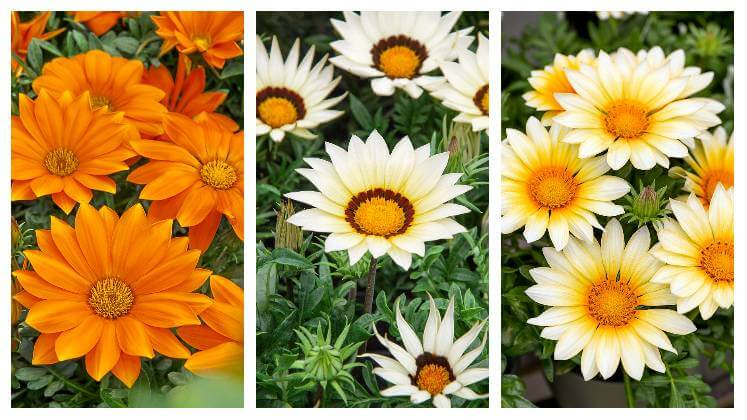 Detail květů gazánie v oranžové, bílé a krémové barvě