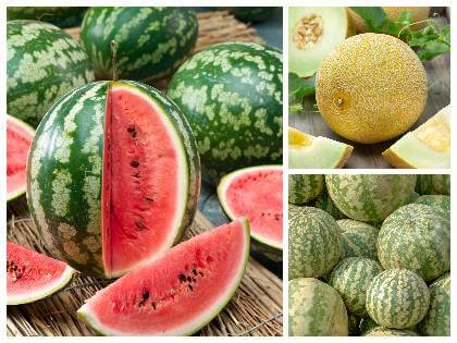 Cukrový a vodní meloun, zralé plody různých odrůd