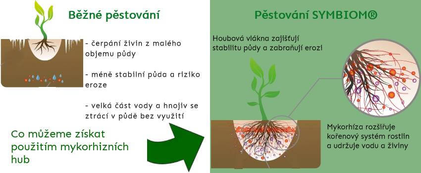 Mykorhiza učinky schema